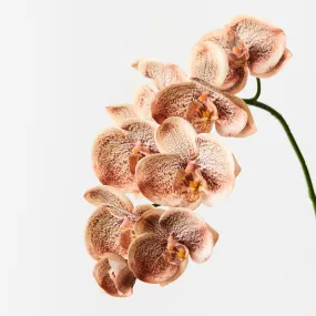 Artificial Silk Orchid Phalaenopsis Flower Spray - Toffee